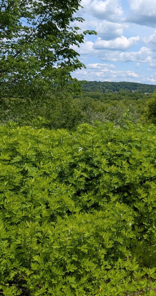 Top of the Midden Park covered in fully leafed out, green invasive weeds. 